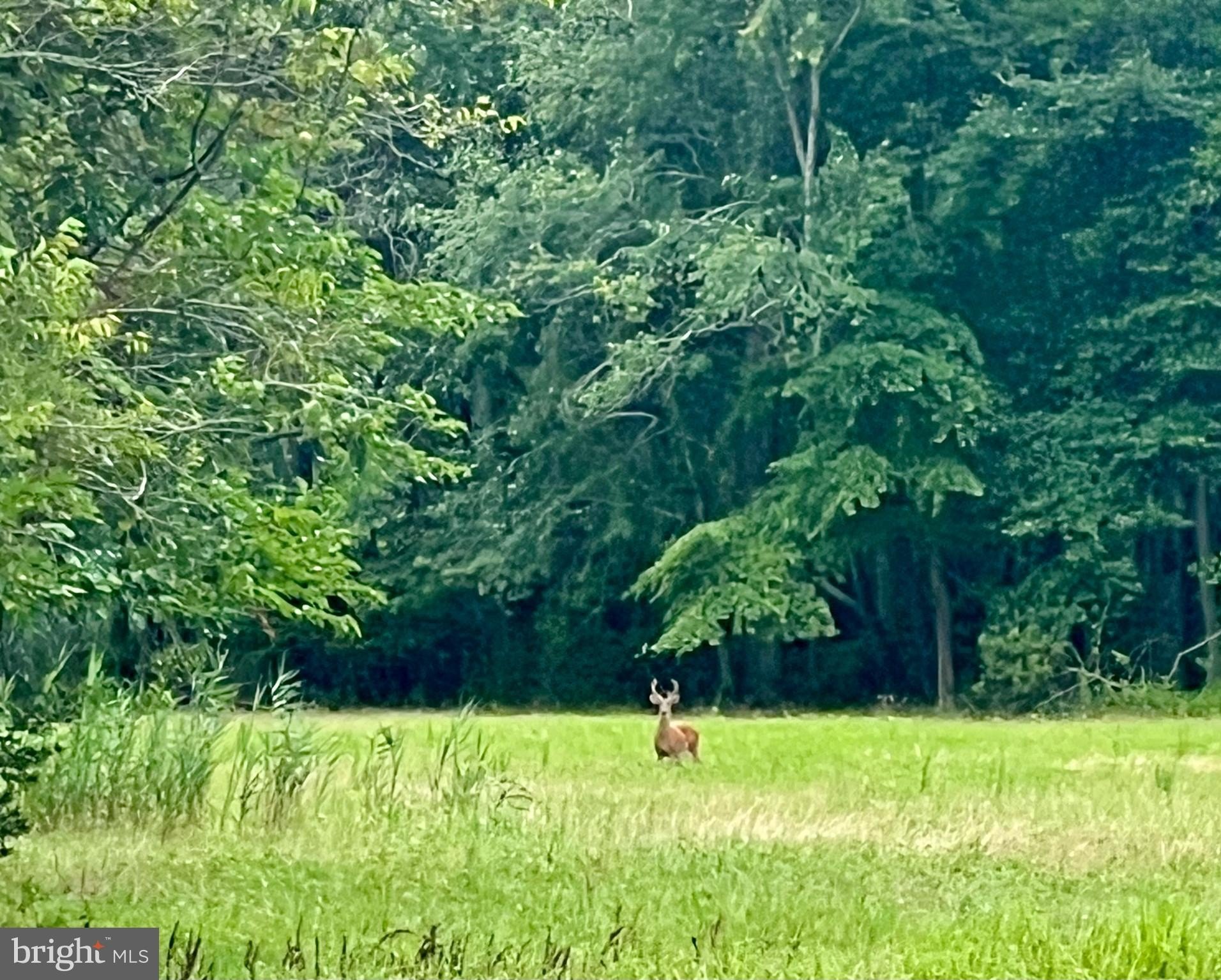 Currently Displayed Property Photo